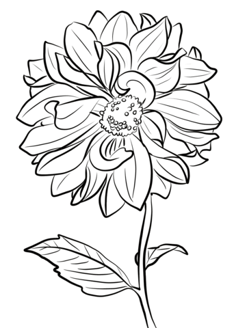 Dahlia 'Marguerite Clark' Coloring Page